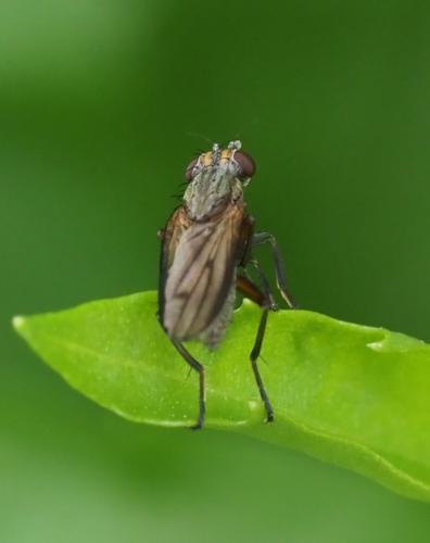 Pherbellia sp.